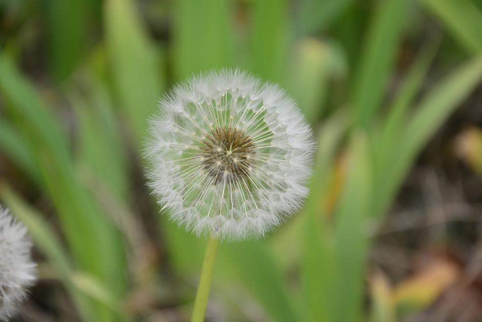 Dandelion Spring