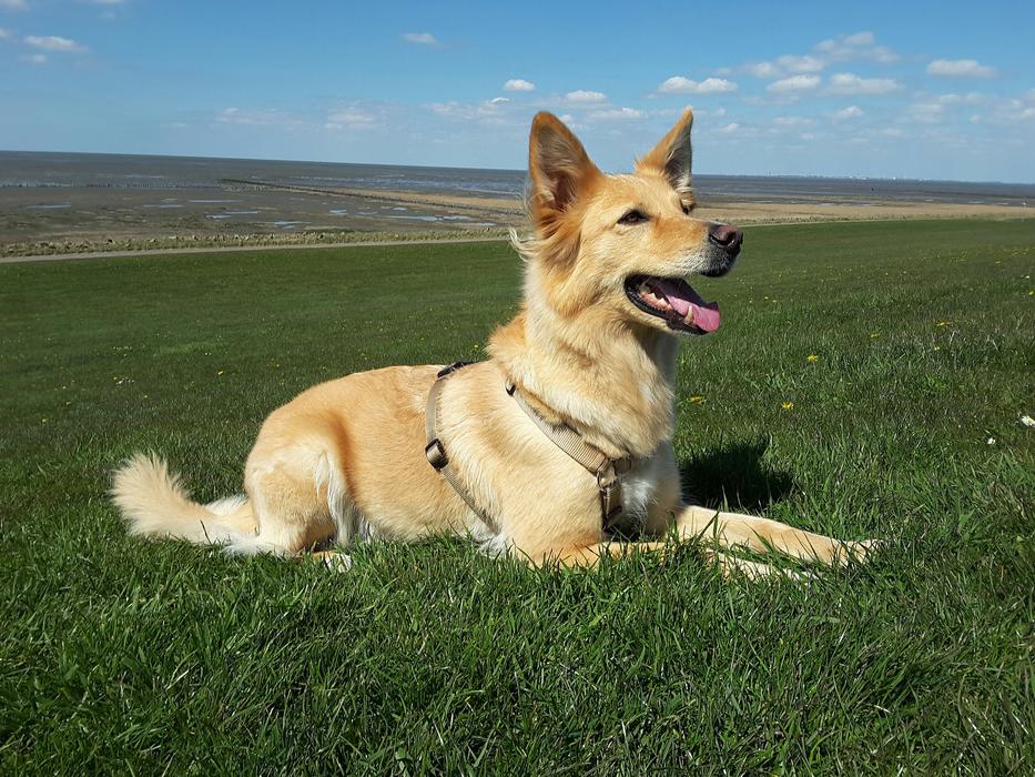 Dog Training Hybrid