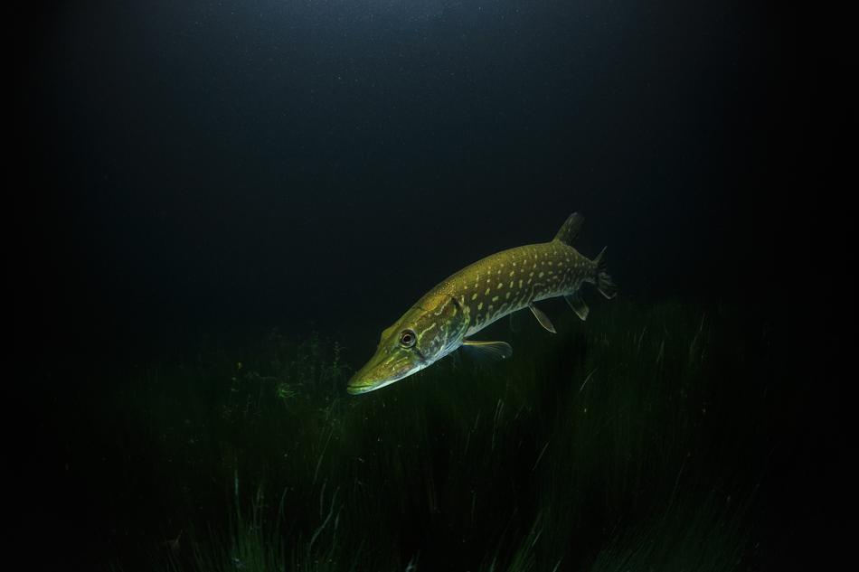 Pike Night Underwater