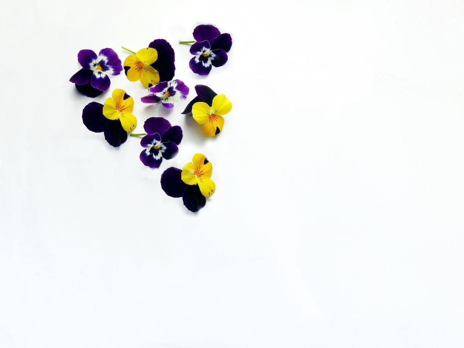 Spring Colorful flower