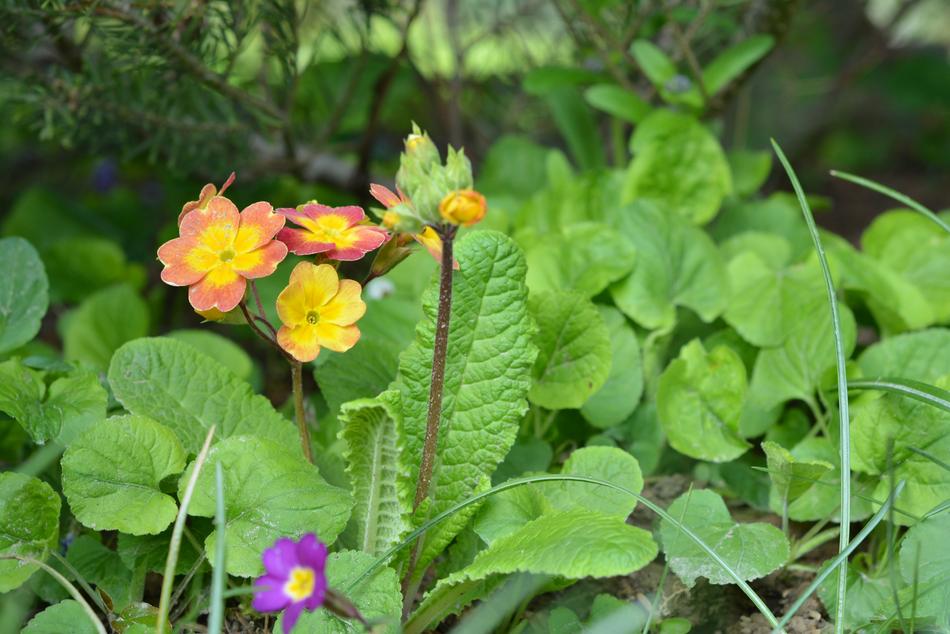 Wild beautiful flowers in the woods