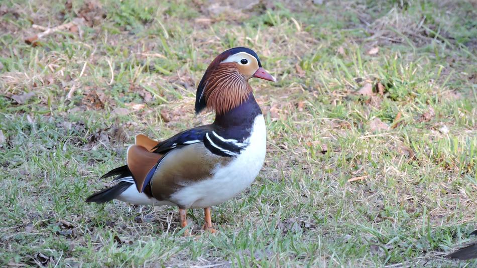a nice colored duck on the grass