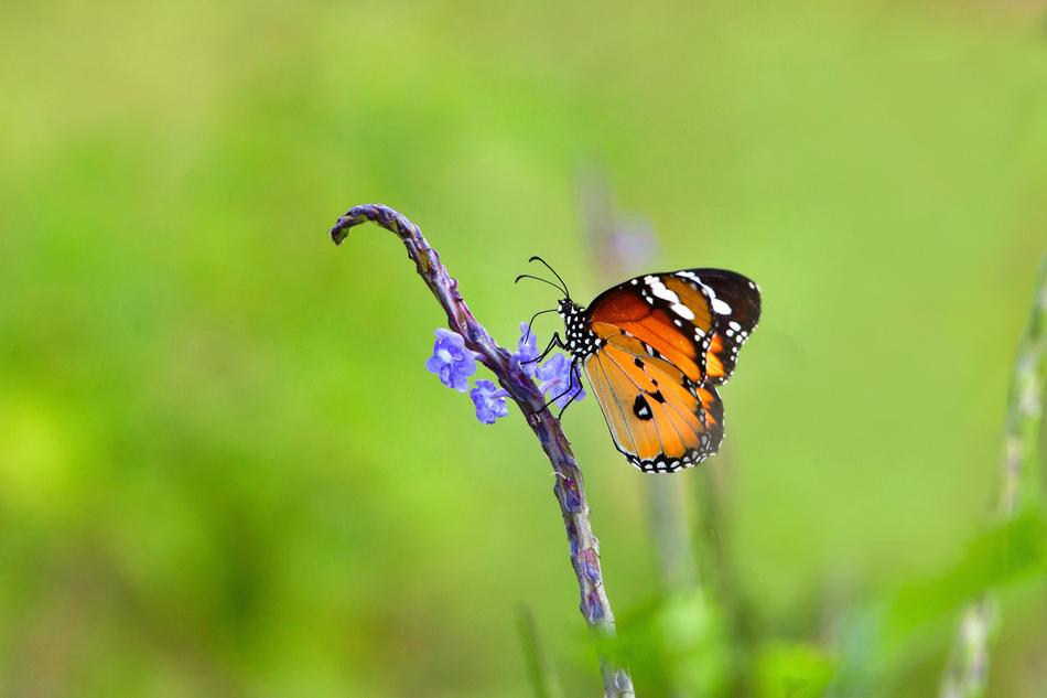 Butterfly Blue Flowers Suck The