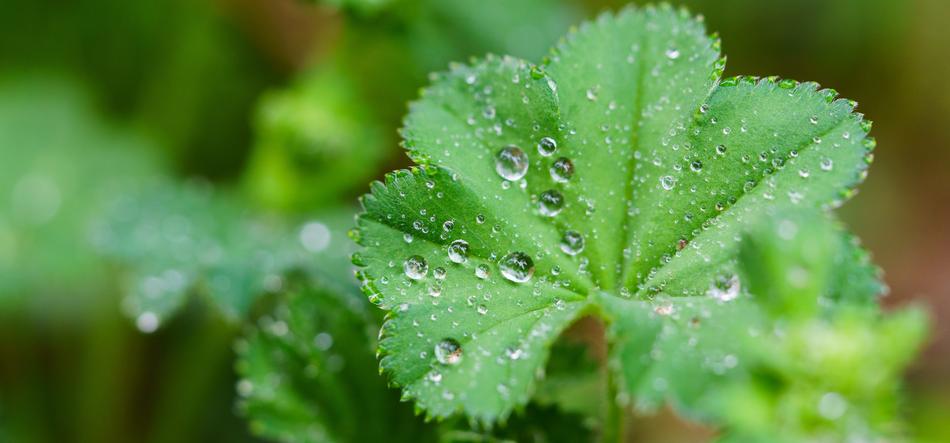 Leaf Drip Rain