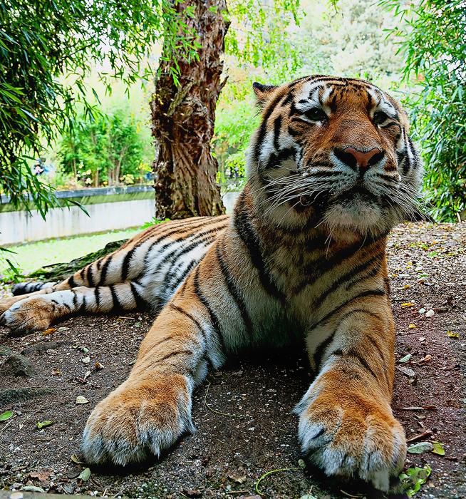 Siberian Tiger Predatory Animals