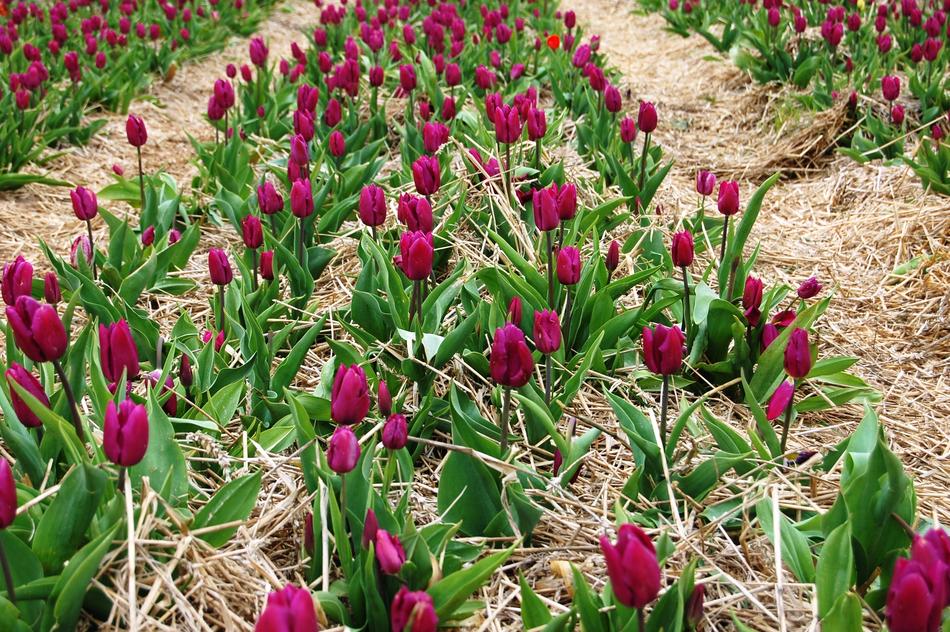 Tulips Plantation Picnic Field Of