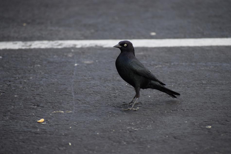 Black Bird road