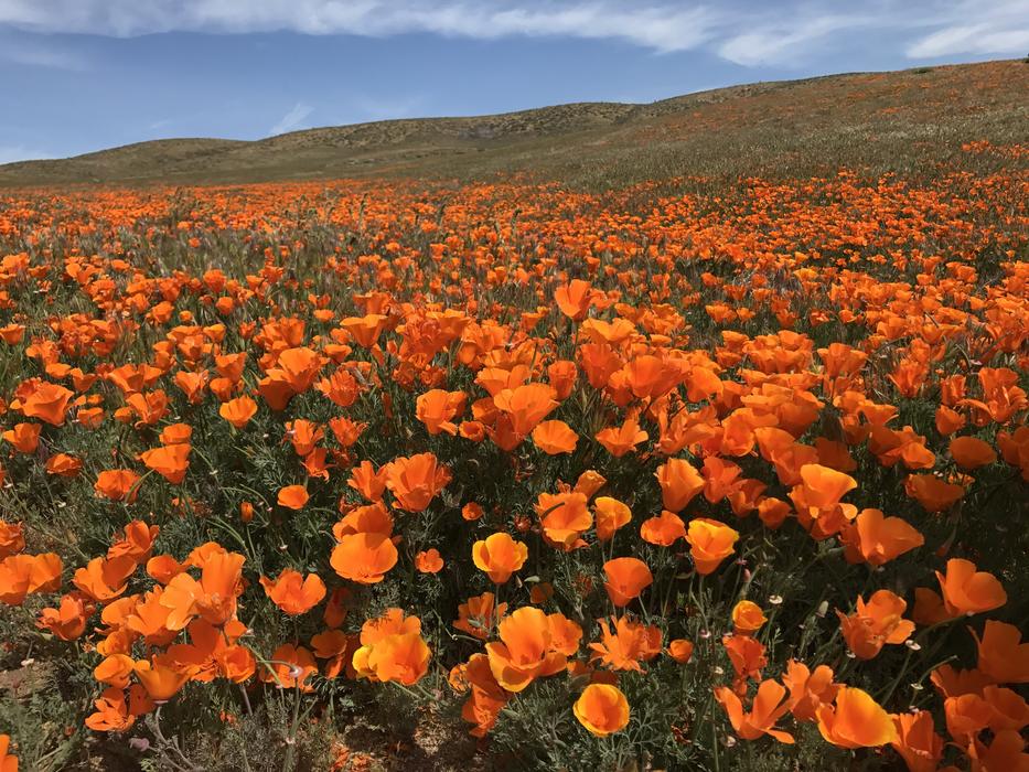 Field Of Poppies Flowers Bloom