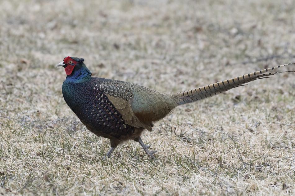 Saturated Color Pheasant Spring