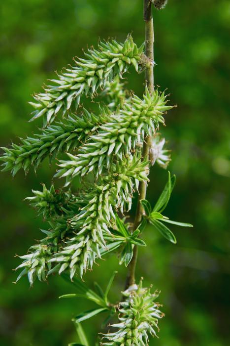 spring hazelnut inflorescence