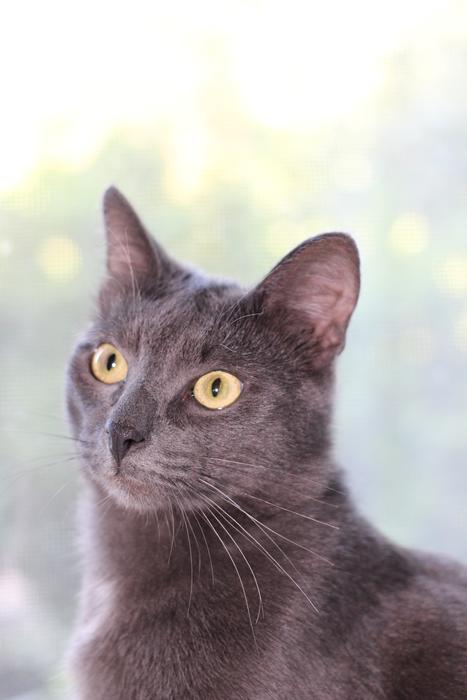 Grey Cat Sitting