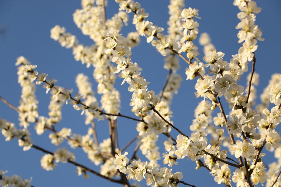 blooming spring tree