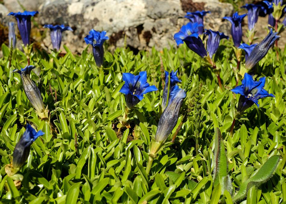 Gentian Flowers Bloom