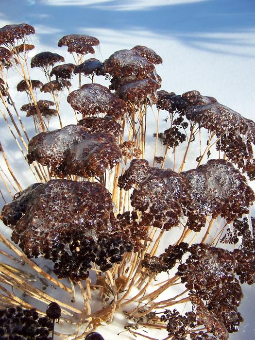 Flower Jelly