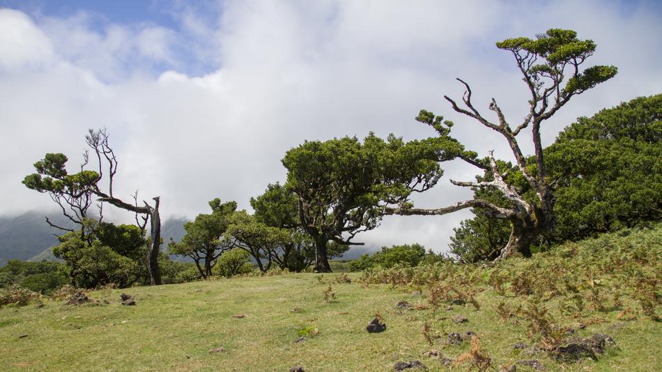 Laurel Forest Tree