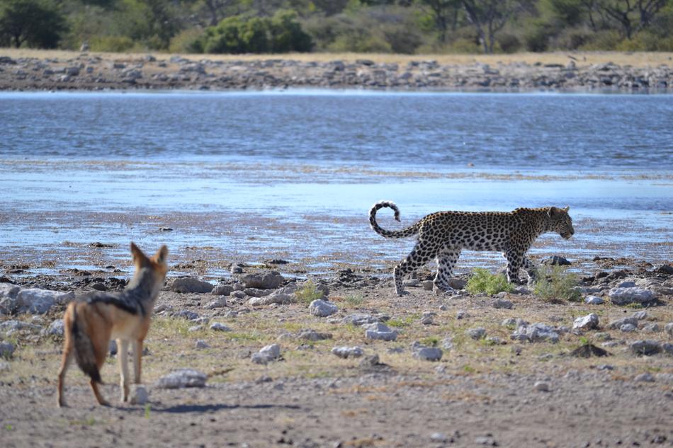 Leopard Partner Friends Wild
