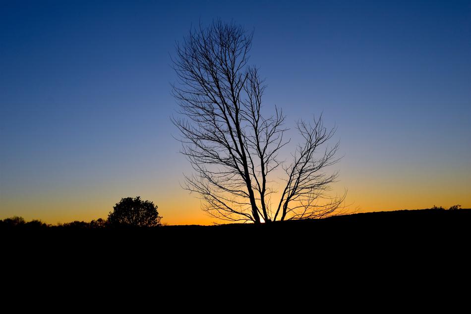 the trees are dry with the sun in the evening