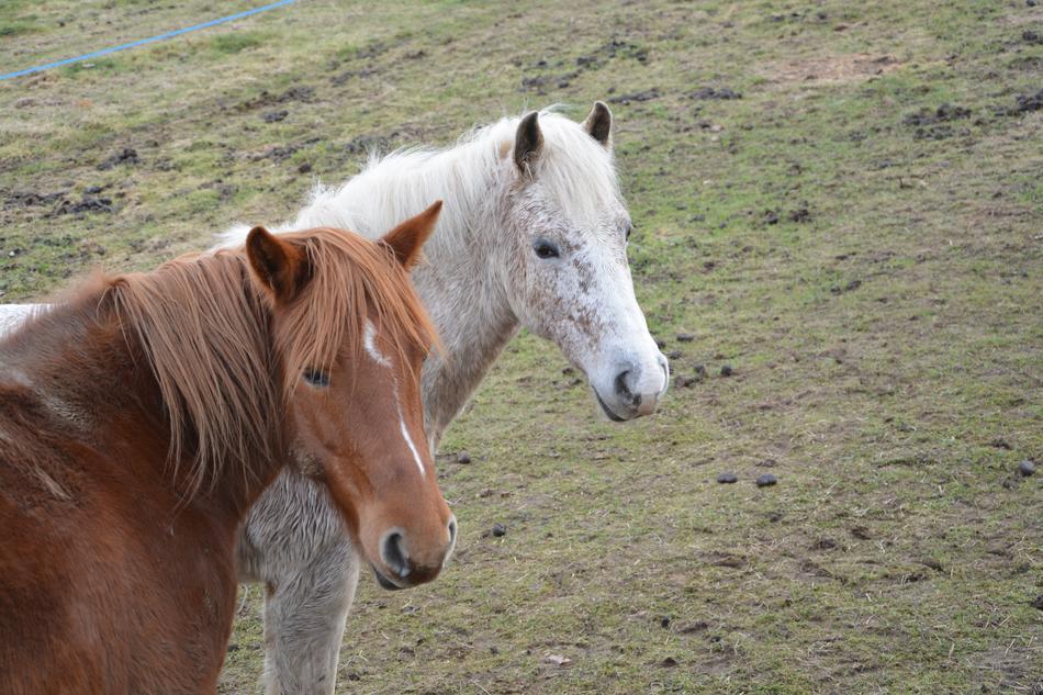 two mares in the pasture