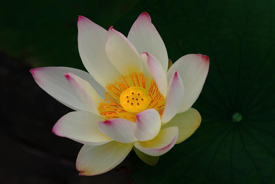 Impotence Lotus I