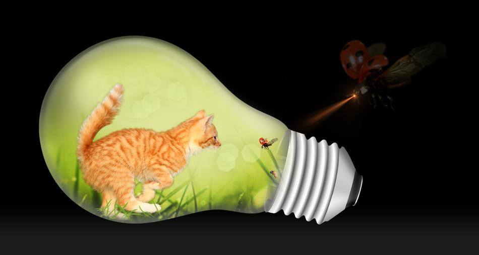 Light bub with the beautiful and cue, ginger and white car, on the green grass with the colorful butterfly, clipart