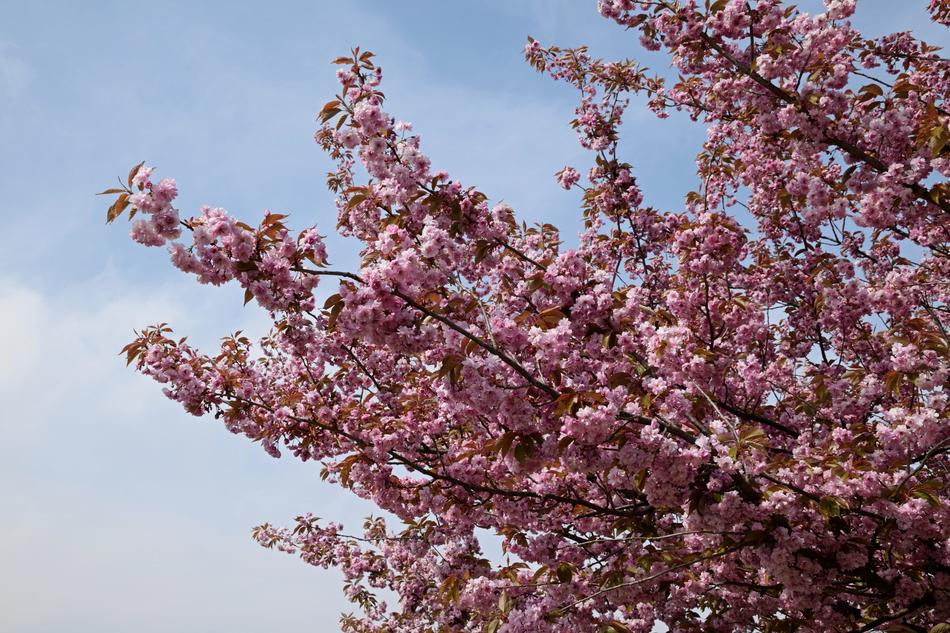 Flowering Branches Pink Flowers