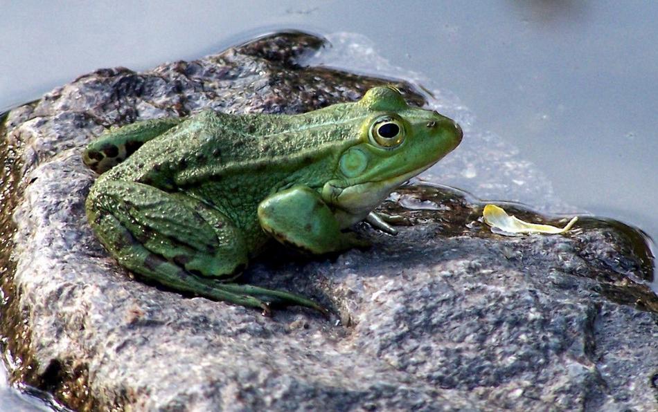 Tree Frog In The Garden Pond