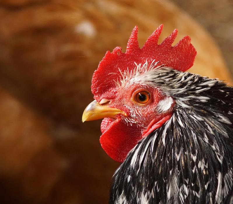 Profile portrait of the black and white cock with red ridge