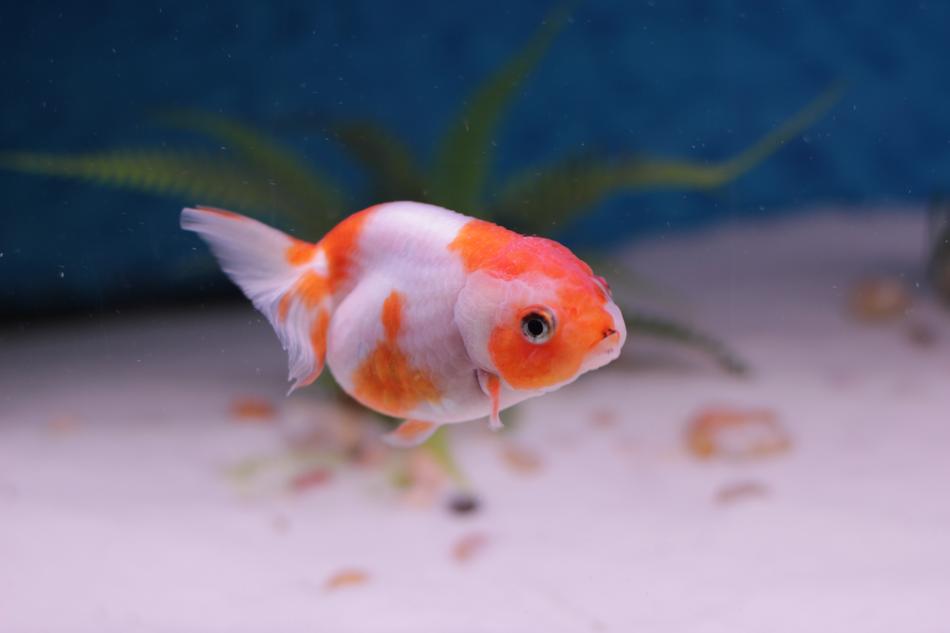 Goldfish Lion Head