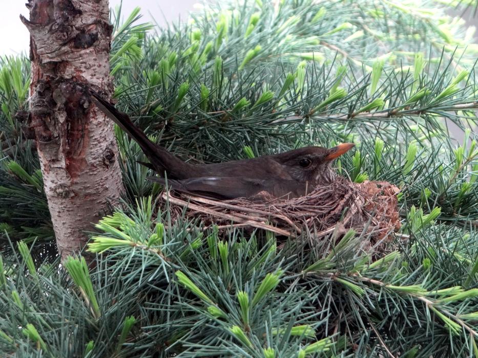 Blackbird Breed Nest Bird'S