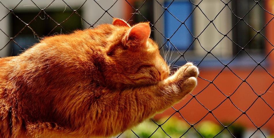 ginger kitten near the net with blurred background