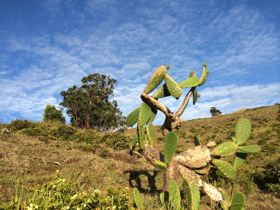 Cactus Azores