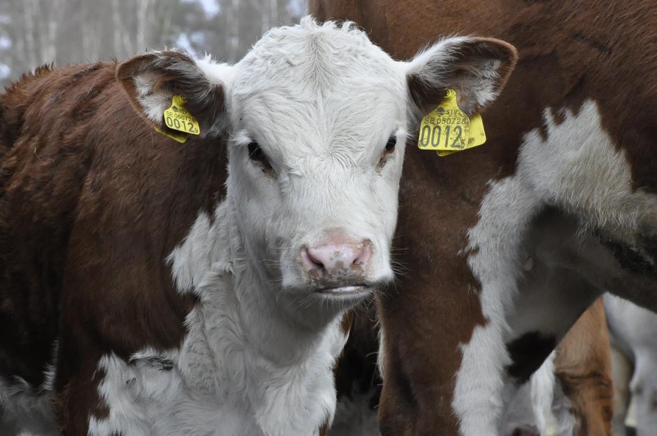 Calf Bovine Ko