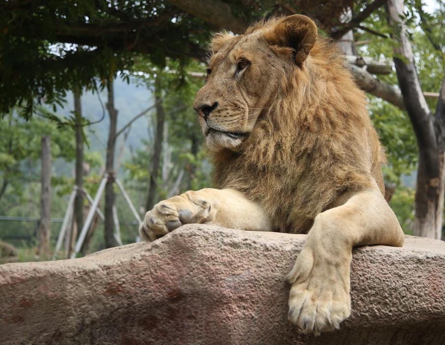 wild lion at the zoo on a rock