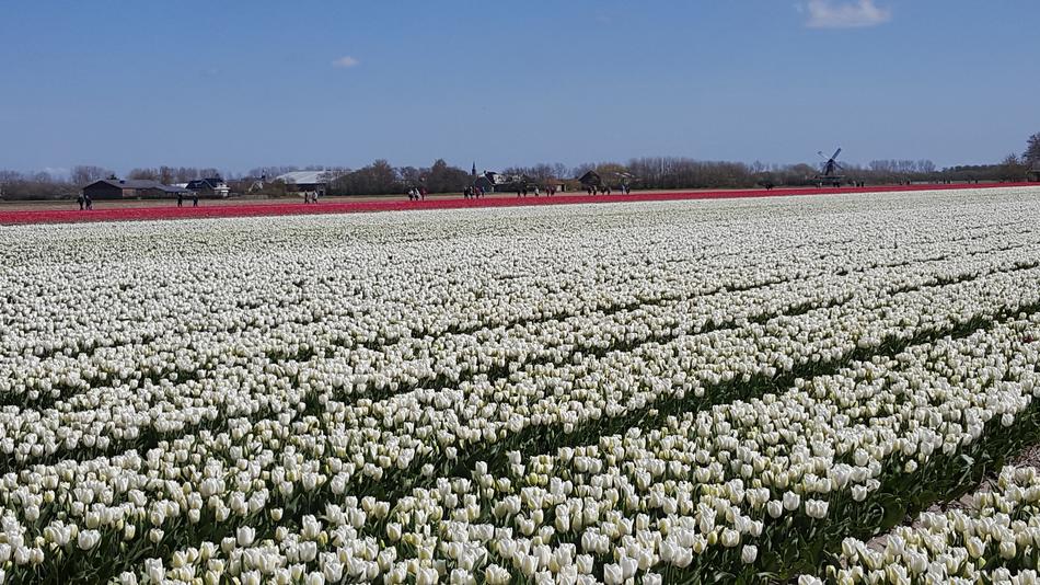 White Tulip