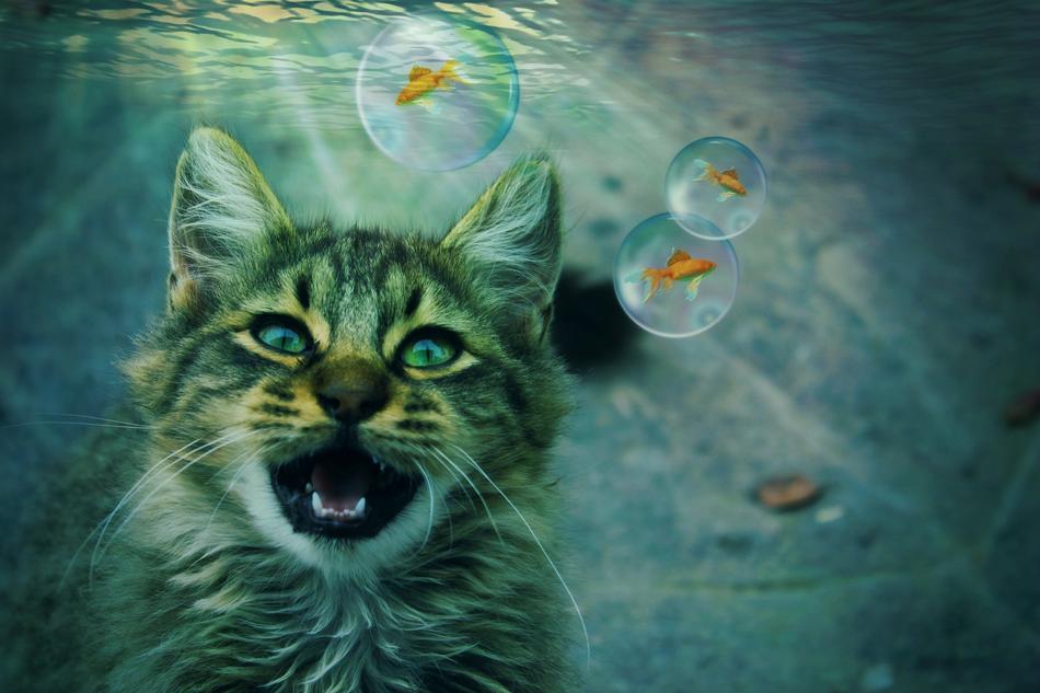 Cat Animal Fantasy