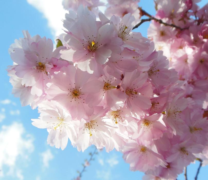 a bouquet of pink flowers is beautiful