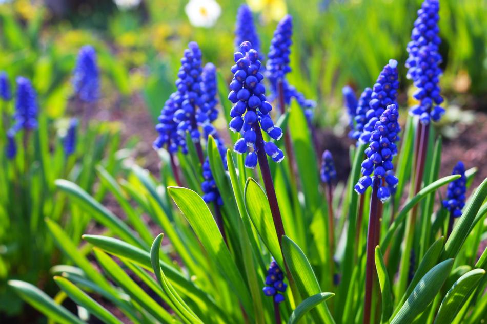 Hyacinth Spring Flowers