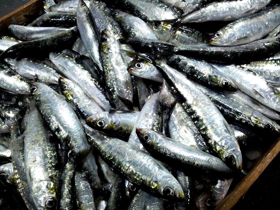 Sardines Malpica De Bergantiños