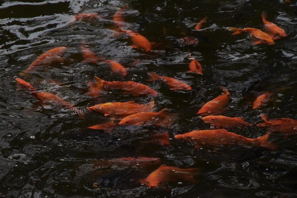 Fish Living Foods Goldfish