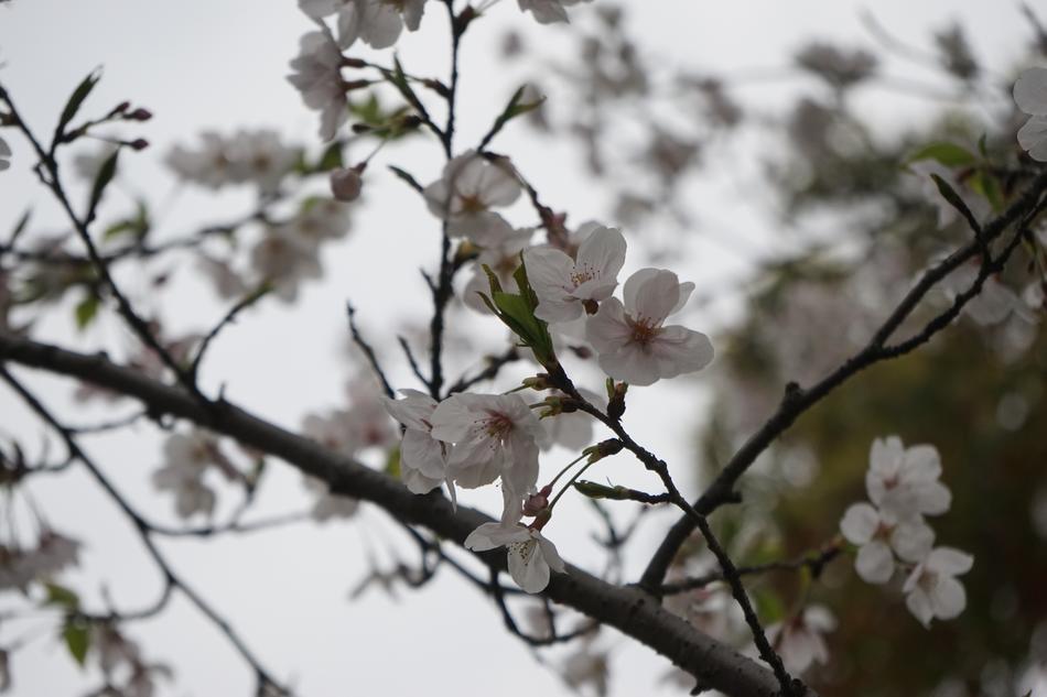 white flowers on a branch landscape