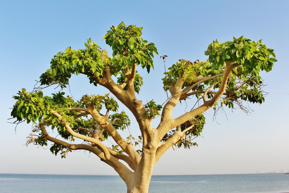 an unusual tree by the ocean