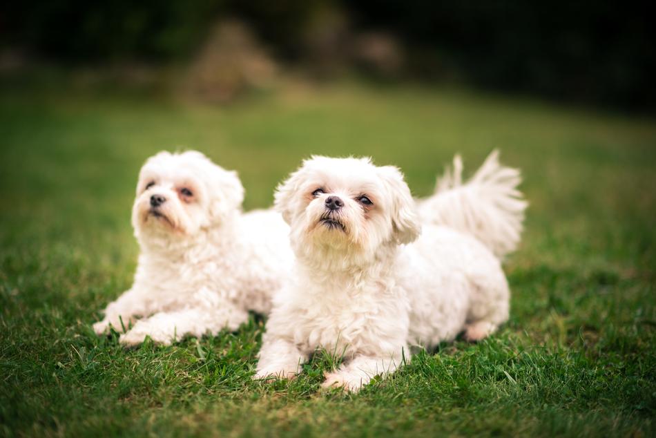 Friends Dogs white