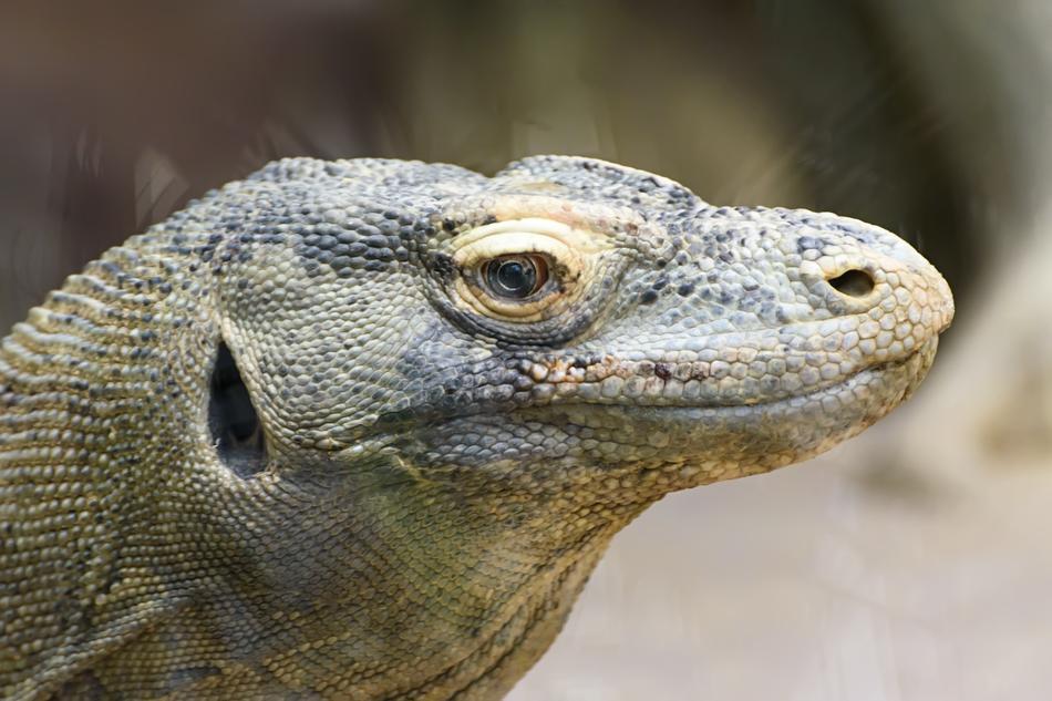 Reptiles Komodo Dragon