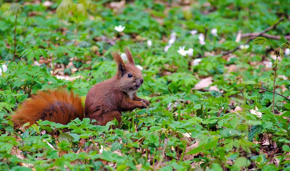 Squirrel Spring
