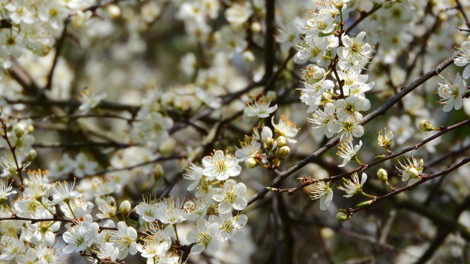 Prunus Spinosa Blackthorn Spring