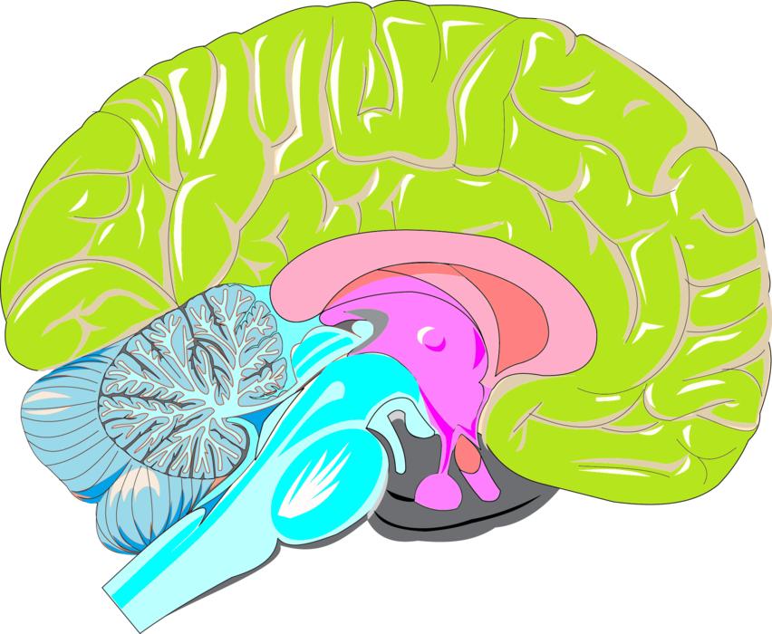 brain triunique reptilian limbic