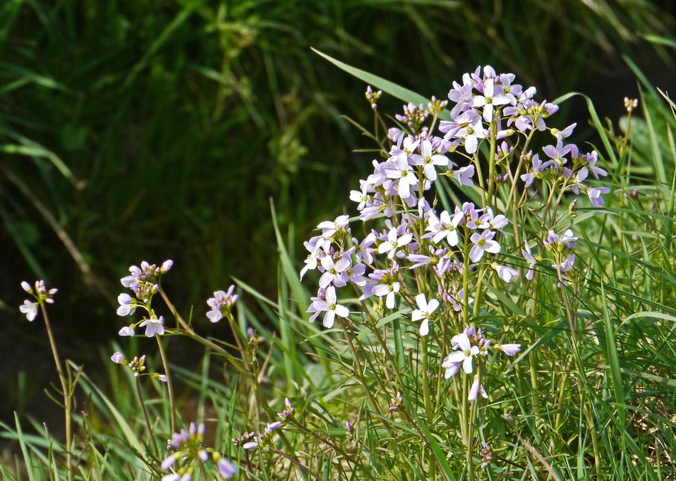 Smock Prairie Spring
