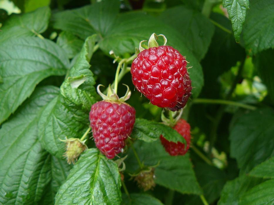 Fruit Raspberries