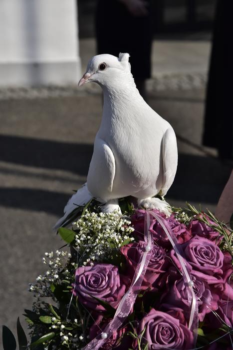 white dove on a bouquet with purple flowers