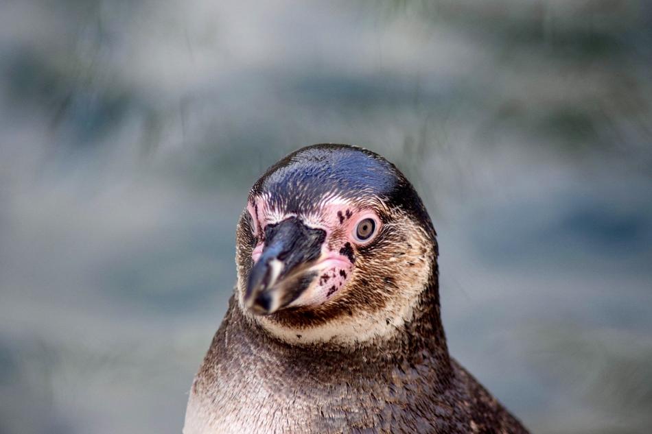 funny penguin face